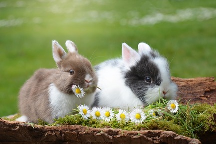 根據歐洲古老傳說，野兔是一種日夜都不會閉上眼睛的動物，牠們能在黑夜裡觀看四周和其他的動物，因此野兔就代表著黑夜中的一輪明月。再加上野兔繁殖力強，代表生命能不斷延續，慢慢就成為復活節的親善大使。(Photo from Pixabay)