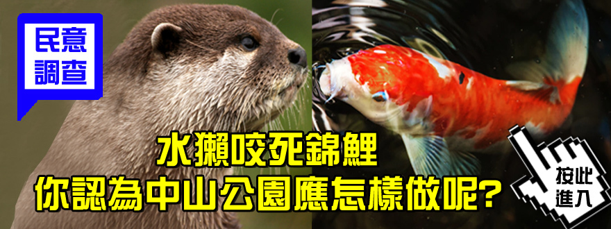 [Poll 民意調查]  Otter vs Koi 水獺咬死錦鯉 你認為中山公園應怎樣做呢?