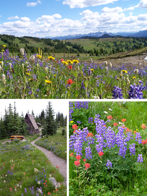 夏季的 Manning Park 的 Sub-alpine Meadows 遍地小野花，吸引了很多 hikers 來爬山拍照。
