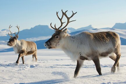 Finland reindeer（芬蘭馴鹿）。