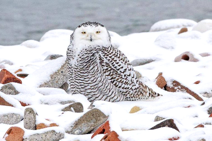 Snowy owl（雪鴞）。