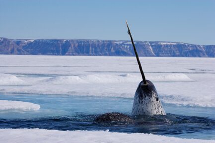 Narwhal（獨角鯨）。