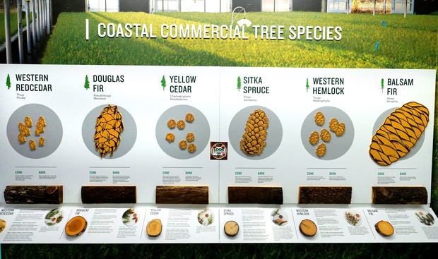 展館內外以圖片及實物介紹 BC 省主要木材品種。