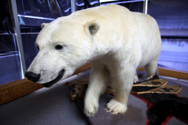 觀北極熊的熱點曼省（Manitoba），也是㝷極光的好地方。