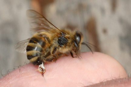 蜜蜂蟄人釋放的毒液約 0.1 毫克，大多數成年人，一般可以安全地承受 10 次。