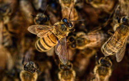 蜜蜂已存在於地球 1.3 億年，遠比人類 700 萬年的發展歷史長遠得多。