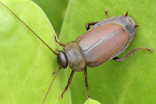 太平洋甲蟲蟑螂在懷孕時，會分泌一種富含蛋白質、脂肪和糖類的液體並結晶，可用於生產乳製品。(Photo by Wikipedia)