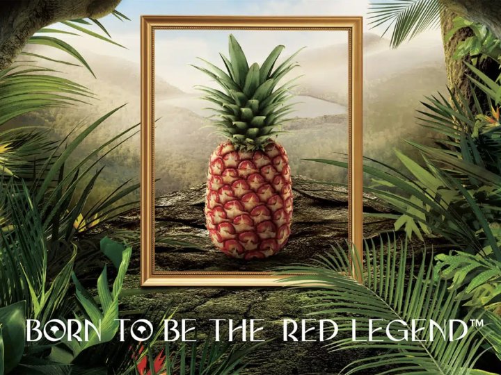 Pineapple 一顆要價 US$400 的鳳梨 你會買嗎?1746767984 Pineapple 一顆要價 US$400 的鳳梨 你會買嗎?