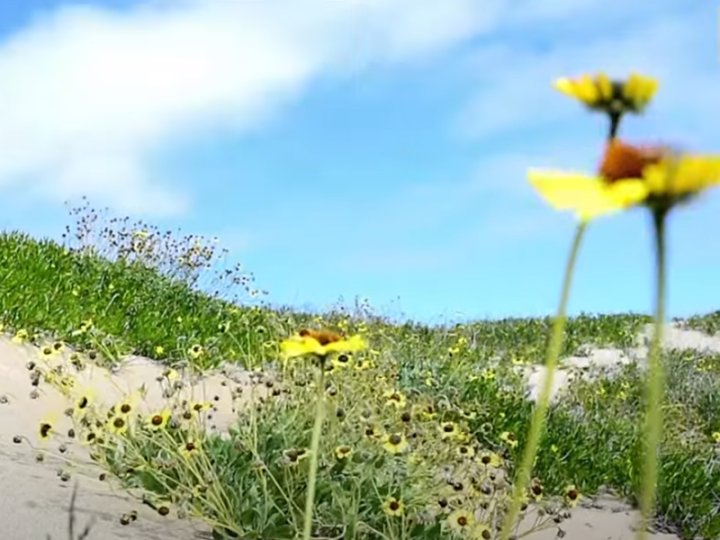 Flowers bloom in dessert 全球最乾燥沙漠驚現鮮艷花海 聖嬰現象重現 9 年前奇景1746767640 Flowers bloom in dessert 全球最乾燥沙漠驚現鮮艷花海 聖嬰現象重現 9 年前奇景