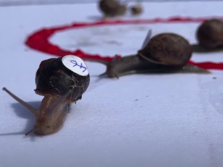 Snail racing competition 蝸牛運動會跑道僅 34 厘米 冠軍速度每秒也不足 1 厘米 1745152584 Snail racing competition 蝸牛運動會跑道僅 34 厘米 冠軍速度每秒也不足 1 厘米