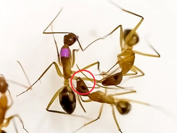 Ant 螞蟻能為受傷同伴「截肢」保命 存活率九成!1745154329 Ant 螞蟻能為受傷同伴「截肢」保命 存活率九成!