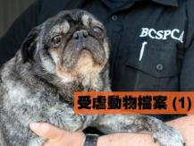 加拿大中文電台愛護動物週前奏 - 受虐動物檔案 (1)1746068554