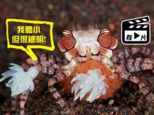Hawaiian Boxer Crab 萌呆啦啦隊蟹 為甚麼終日拿著繡球？