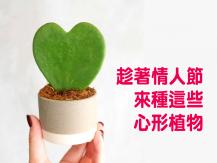 Heart shaped plants 一起來種這些心形植物吧