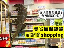 Lizard 曼谷便利店驚現澤巨蜥