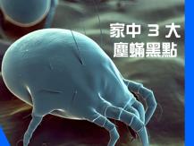 Dust mite 除了牀褥 家中還有兩大黑點是塵蟎的溫牀