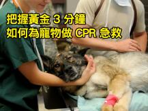 Pet CPR 教你搶救毛孩 CPR 心肺復甦術急救守則