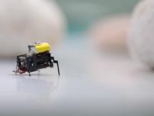 Robot insect 中國研發機械昆蟲　體積小 移動快 協助災後搜救1746068553