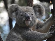 Koala 為免樹熊壓力過大 澳洲動物園宣布不再提供「抱抱體驗」1746068553