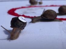 Snail racing competition 蝸牛運動會跑道僅 34 厘米　冠軍速度每秒也不足 1 厘米1746068553
