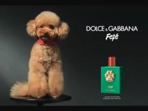 Dog D&G 推狗用香水 獸醫：別浪費錢買傷害寵物的產品1746068553