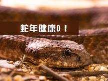 LNY 蛇年知識小百科 | 蛇從頭到尾都是寶1746068553