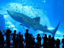 Sharks 為什麼水族館有鯊魚 就是沒有大白鯊呢?