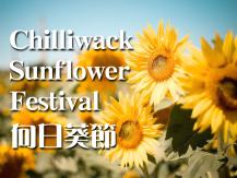 置身向日葵花海！Chilliwack Sunflower Festival 8 月 1 日正式開幕