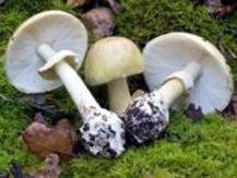 Deadly Mushroom 小心有毒蘑菇