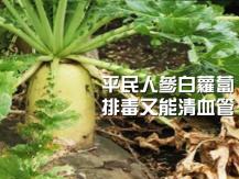 Daikon 平民人參! 白蘿蔔排毒又能清血管