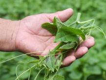 Chayote sprouts 佛手瓜幼芽龍鬚菜營養高 可降血糖和改善脂肪肝1746069277