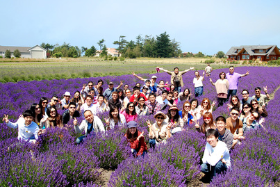 春田花花 Lavender