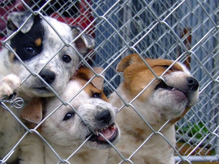 BC動物救援組織被勒令向愛護動物協會支付$75,000