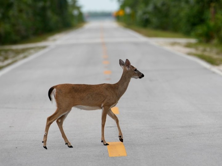 有動物保護機構懸紅1000元 追緝在蘭里設置動物陷阱的兇手