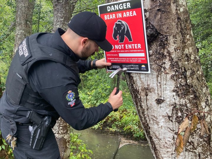 Chilliwack居民違法餵熊 母熊遭撲殺