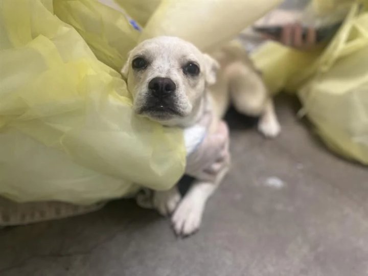 卑詩愛護動物協會搗破一個非法動物養殖場 發現28隻動物病重