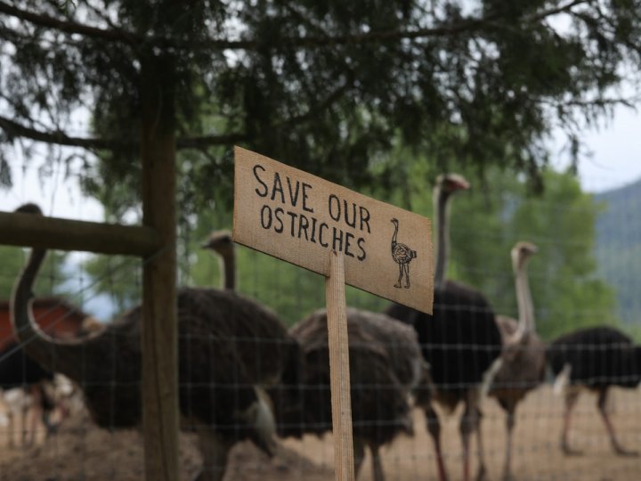 加拿大最高法院下星期4會就是否受理BC鴕鳥養殖場撲殺令的最終上訴作出裁決
