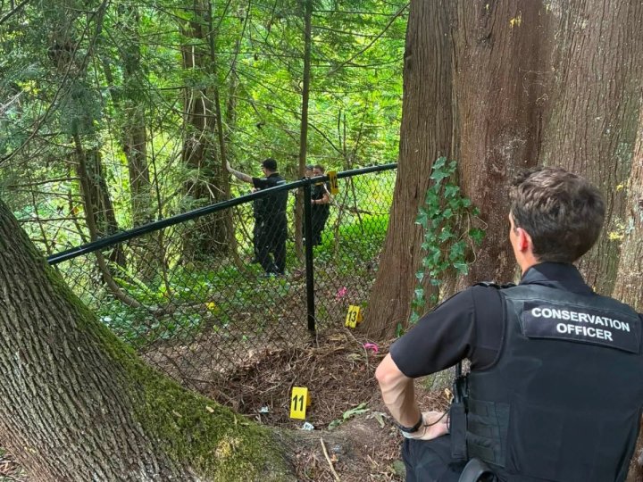 3歲女童昨於Maple Ridge家中後院遭黑熊襲擊　情況穩定