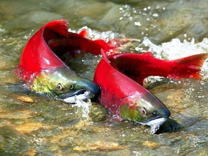 鮭魚孵化場遭高濃度漂白水污染 逾二千條三文魚及鱒魚死亡