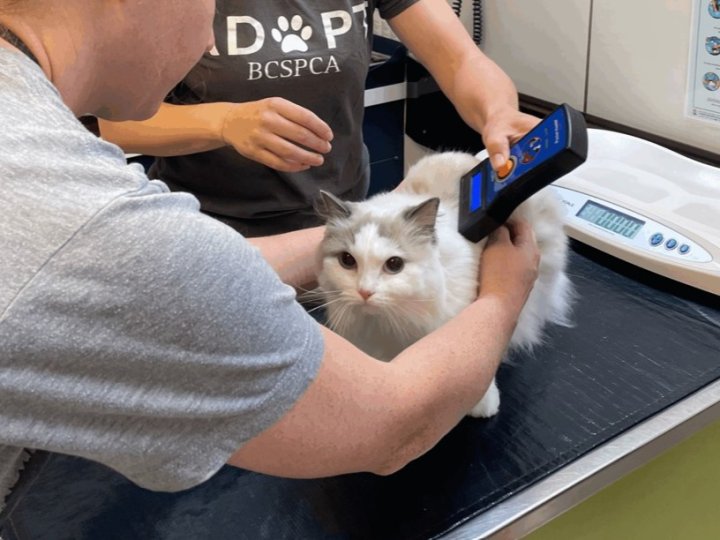 BC SPCA向內陸寵物植入晶片助走失動物與主人團聚